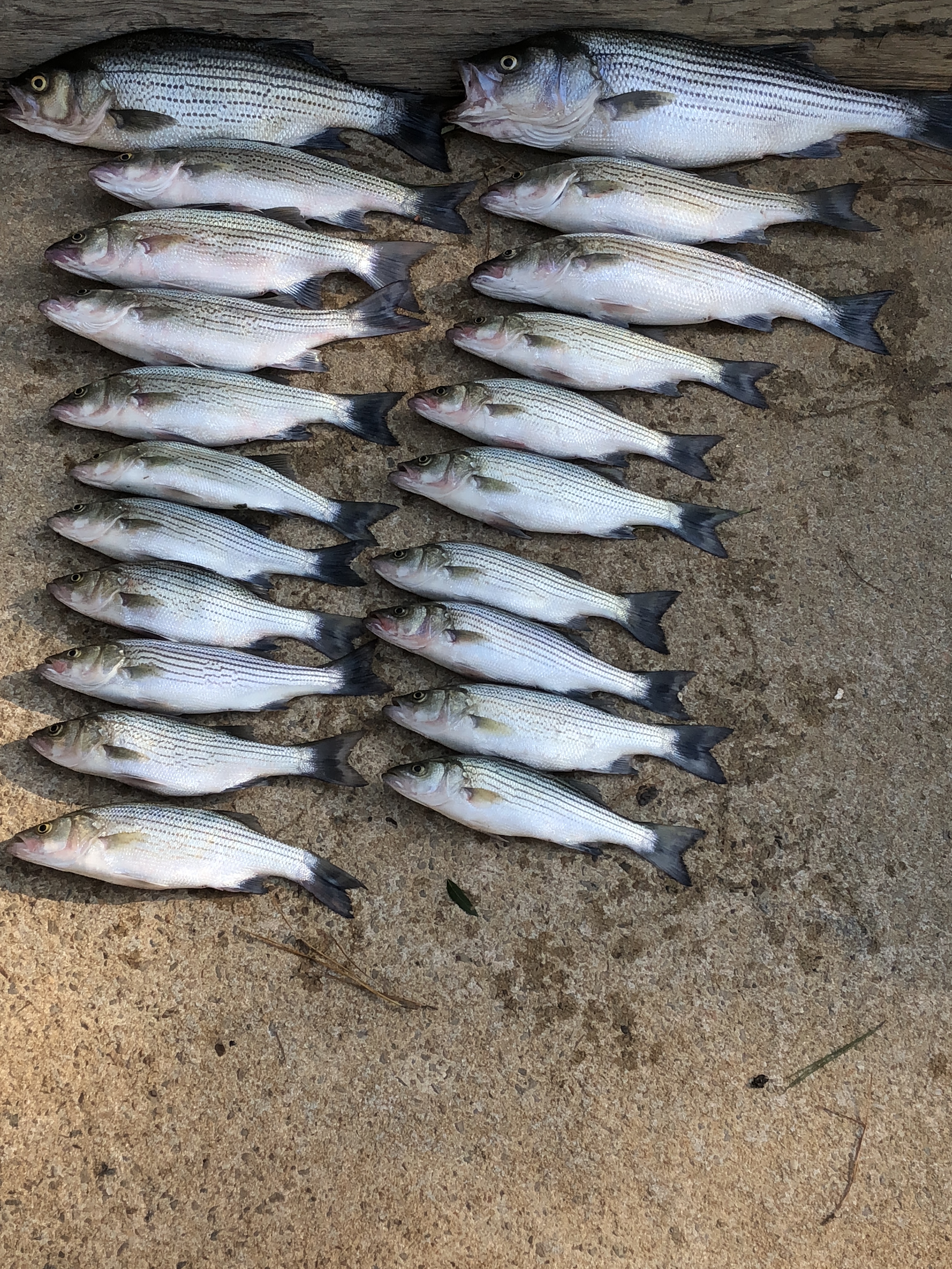 June 26, 2018 Great catch of stripers and  hybirds caught by my slients.IMG_2230