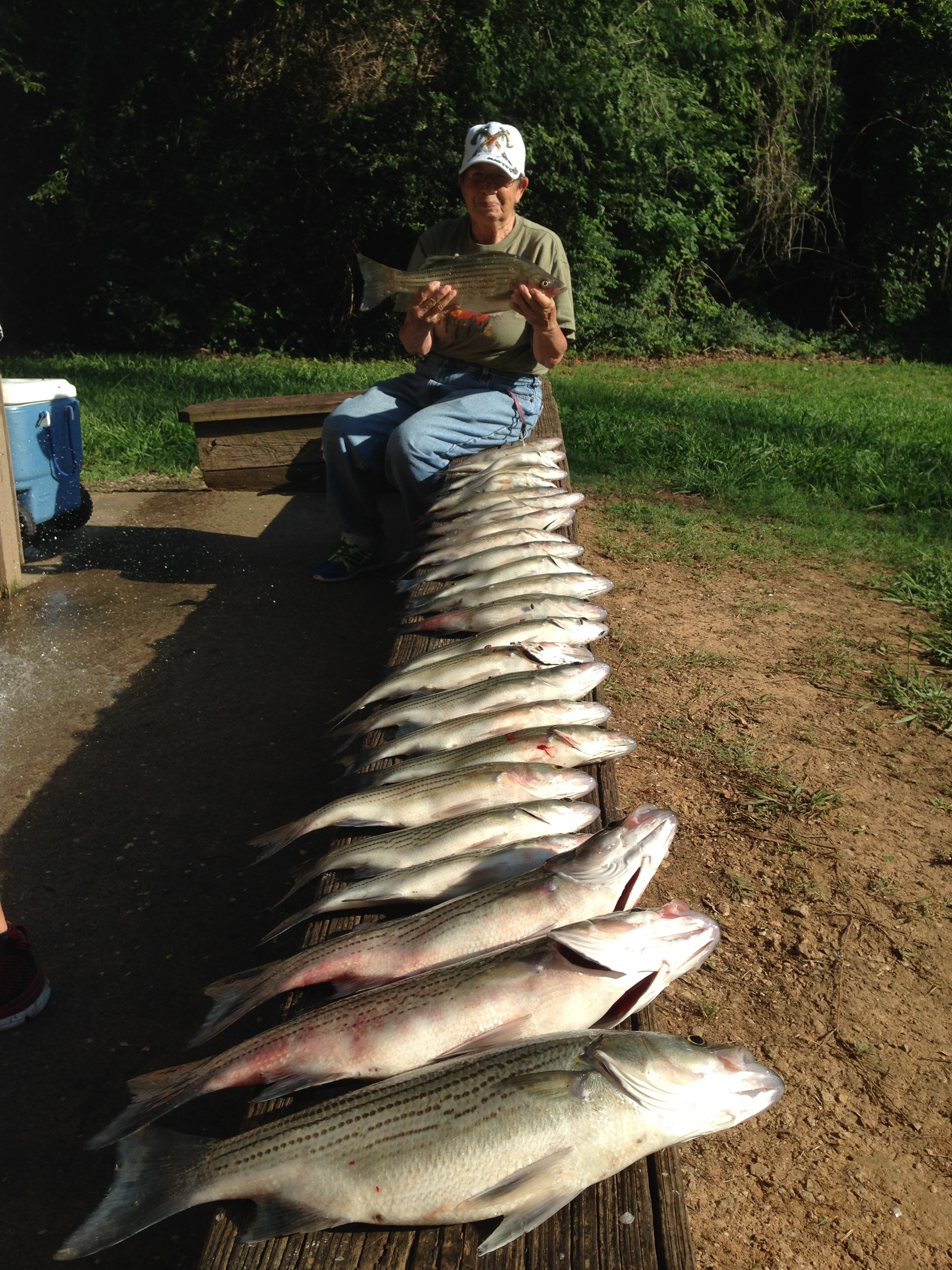 June 3, 2017 Bonnie Jackson with 30 stripers that she caught with Larry Freeman and captain Billy